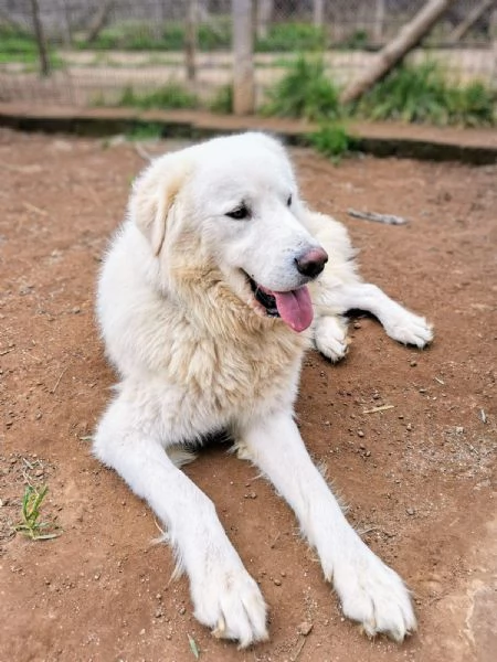 Benun cane eccezionale in cerca di famiglia | Foto 4