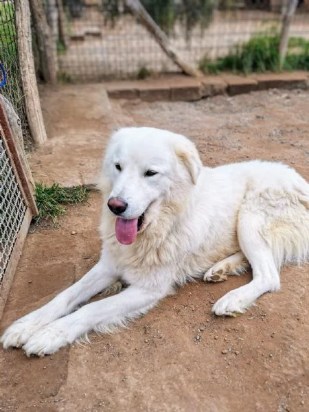 Benun cane eccezionale in cerca di famiglia | Foto 3