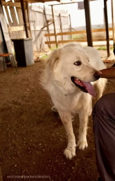 Benun cane eccezionale in cerca di famiglia | Foto 2