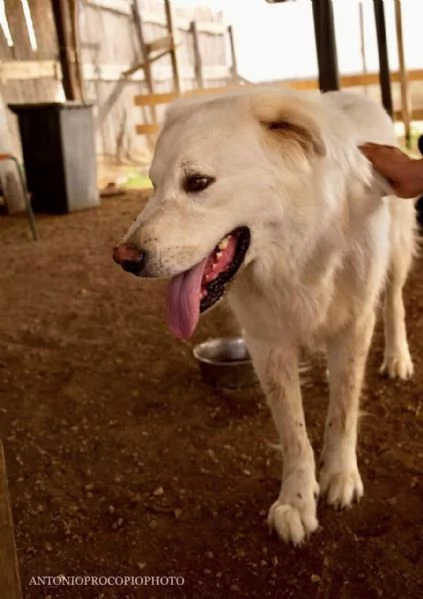 Benun cane eccezionale in cerca di famiglia | Foto 1