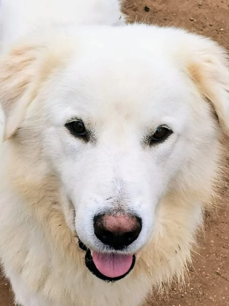 Benun cane eccezionale in cerca di famiglia | Foto 0