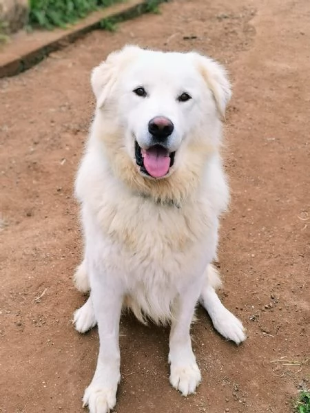 Benun cane eccezionale in cerca di famiglia