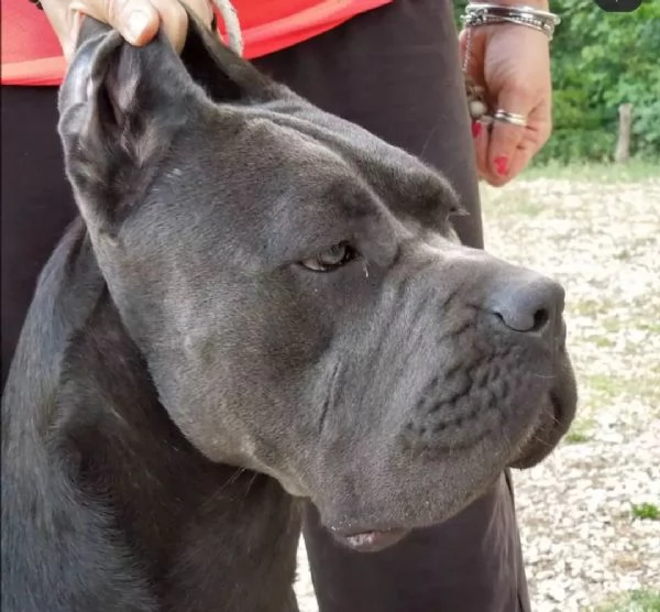 Cane corso femmine da Allev Riconosciuto Enci  | Foto 4