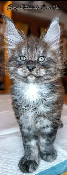 maine coon cuccioli  | Foto 3