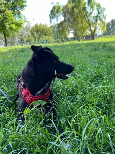 Cocco cagnolino dolcissimo aspetta una casa | Foto 0