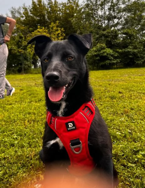 Cocco cagnolino dolcissimo aspetta una casa