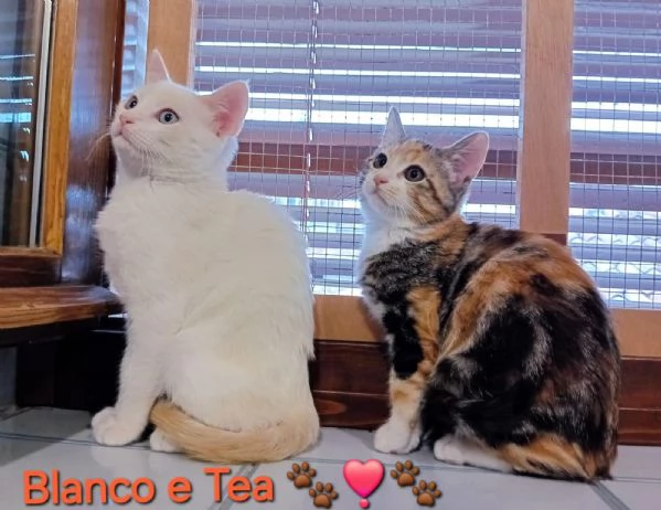 Blanco e Tea due bellissimi micini aspettano una famiglia