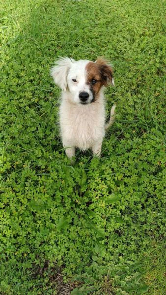 Oliver un cucciolino di 3mesi aspetta casa | Foto 2