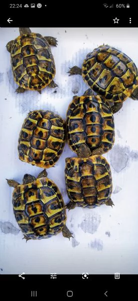 Vendita Cucciolo Testudo Hermanni Da Privato A Varese Tartarughe Di Terra Hermanni Hermanni