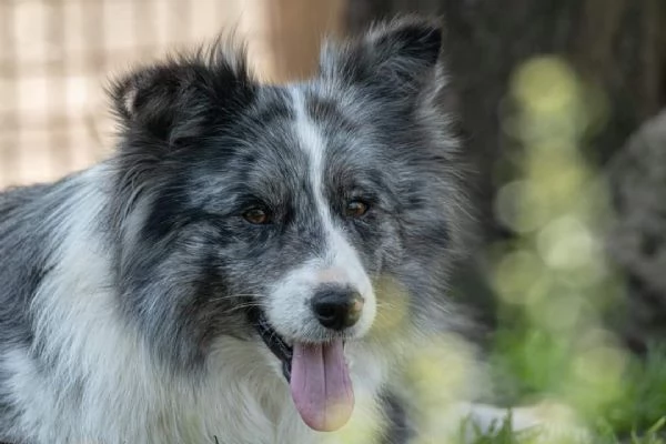 cuccioli Border Collie