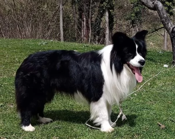 cuccioli Border Collie | Foto 3