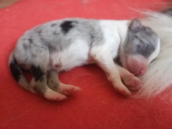 cuccioli Border Collie | Foto 1