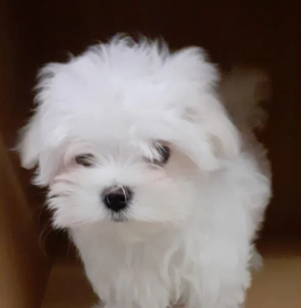 cuccioli maltese coreano