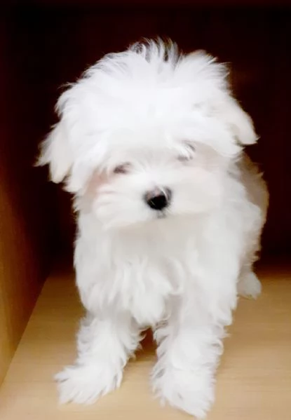 cuccioli maltese coreano | Foto 0