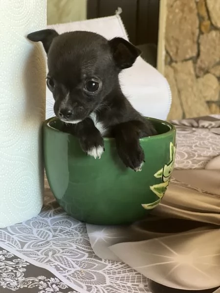 Chihuahua toy