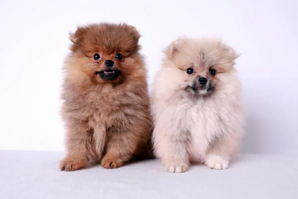 Pomerania cuccioli