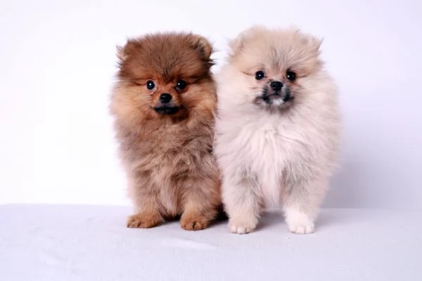 Pomerania cuccioli | Foto 1