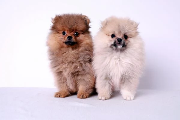 Pomerania cuccioli | Foto 0