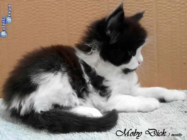 SPLENDIDI CUCCIOLI RAZZA MAINE COON | Foto 0