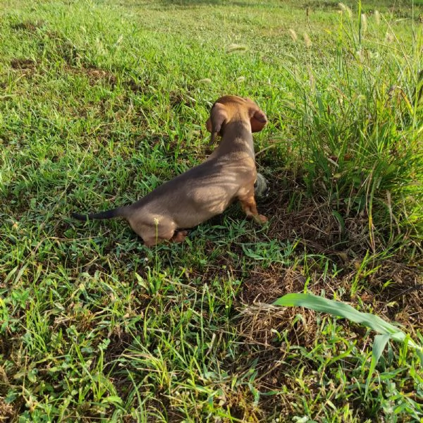 Cuccioli di bassotto nano maschi  | Foto 4