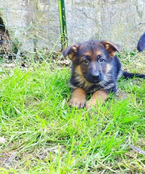 Cuccioli di pastore tedesco 