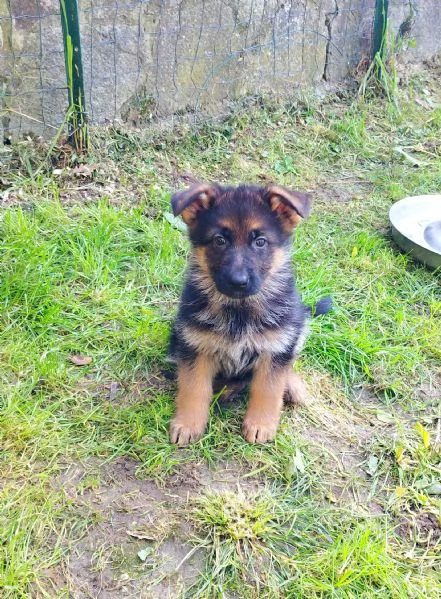 Cuccioli di pastore tedesco  | Foto 1