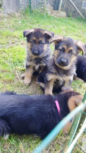 Cuccioli di pastore tedesco  | Foto 0