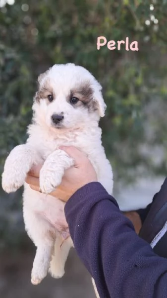 PERLA JASMINE E WINNIE