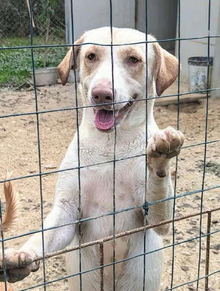 KOS DOLCISSIMO SIMIL LABRADORINO | Foto 2