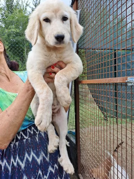 PALLINO e SASHA | Foto 4