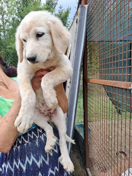 PALLINO e SASHA | Foto 0