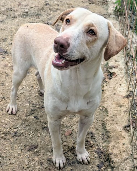 KOS SIMIL LABRADORINO DOLCISSIMO | Foto 0