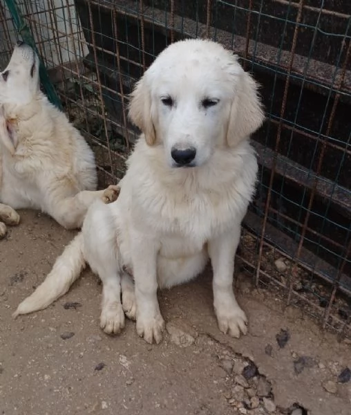 SASHA DOLCISSIMA CUCCIOLOTTA | Foto 3