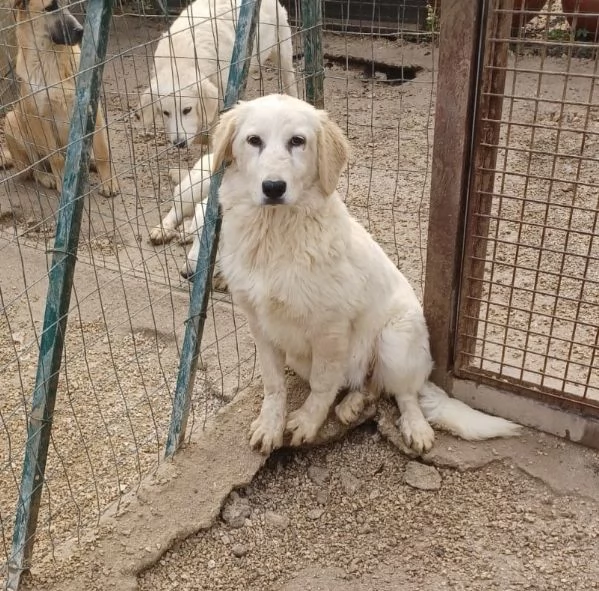 SASHA DOLCISSIMA CUCCIOLOTTA | Foto 2