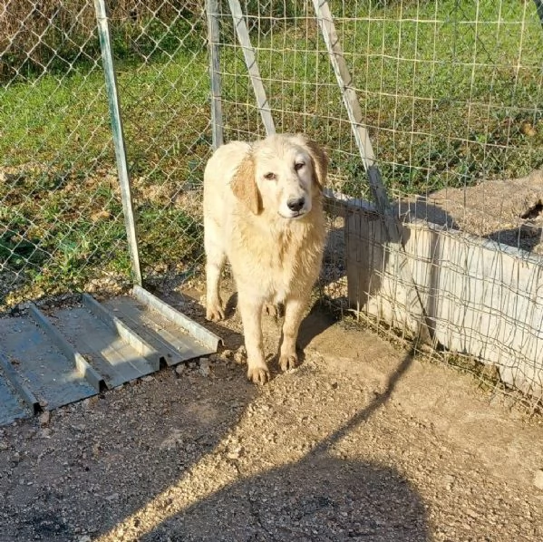 SASHA DOLCISSIMA CUCCIOLOTTA | Foto 0