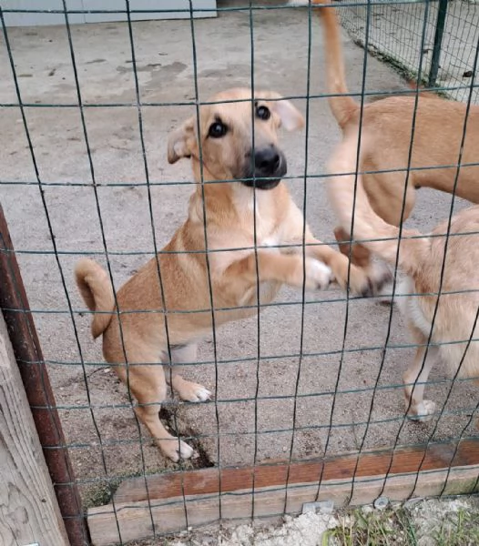 SUSINA DOLCE CUCCIOLA | Foto 4