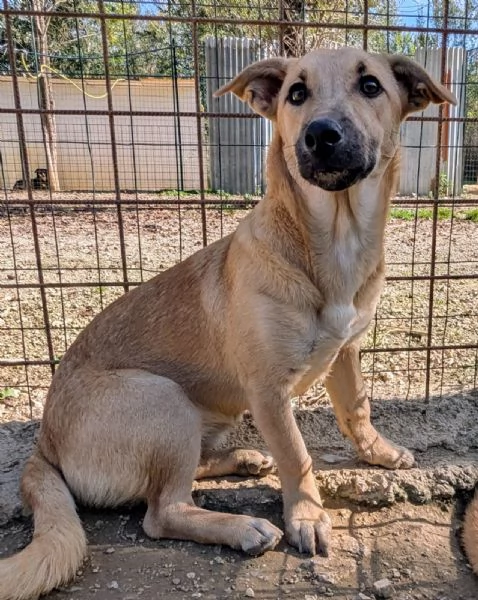 LA PICCOLA E TENERA SUSINA