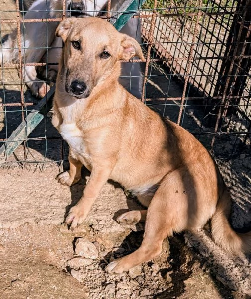 LA PICCOLA E TENERA SUSINA | Foto 0