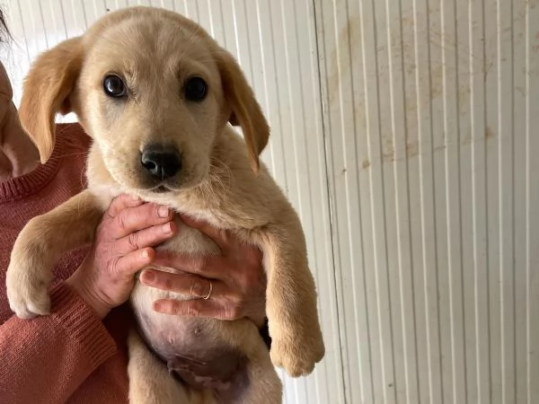 RUGANTINO e MENEGHINO SIMIL LABRADORINI