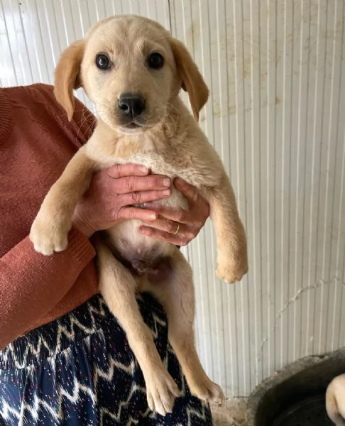 RUGANTINO e MENEGHINO SIMIL LABRADORINI | Foto 4