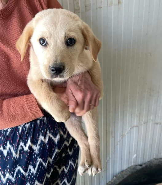 RUGANTINO e MENEGHINO SIMIL LABRADORINI | Foto 3