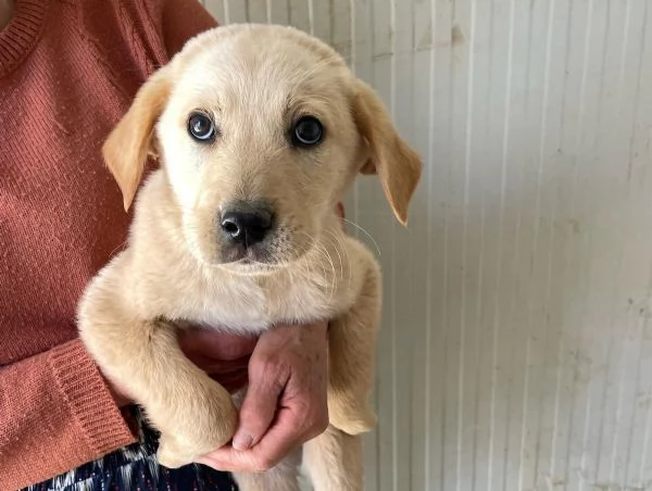 RUGANTINO e MENEGHINO SIMIL LABRADORINI | Foto 0