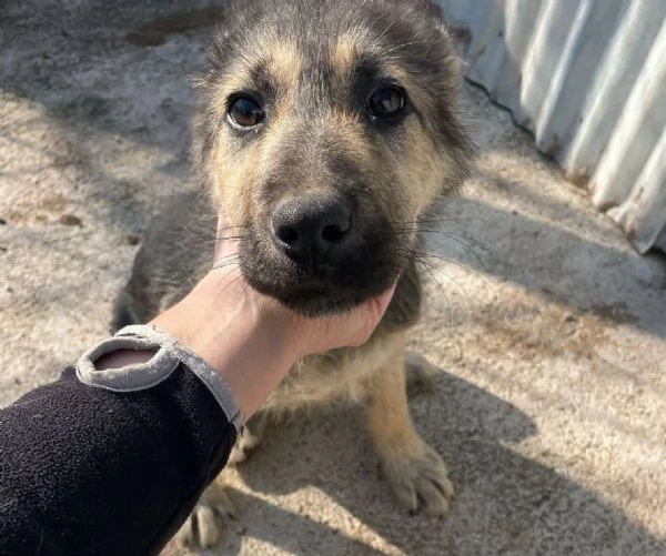 SPLENDIDA CUCCIOLA MIX PASTORE TEDESCO | Foto 2