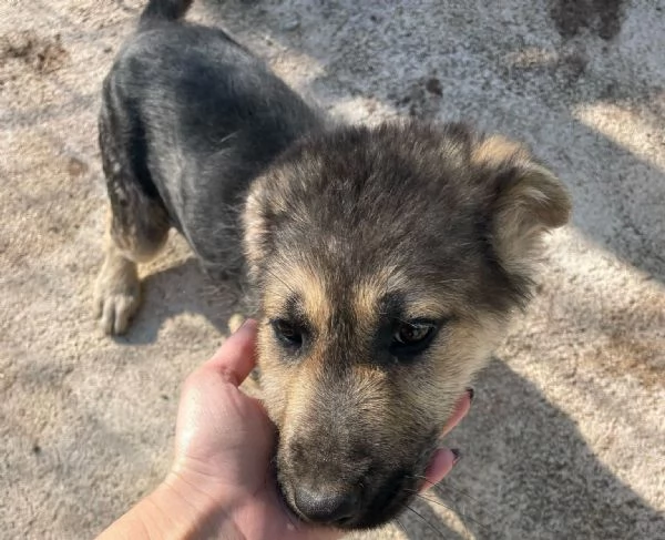 SPLENDIDA CUCCIOLA MIX PASTORE TEDESCO