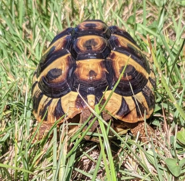 Testudo hermanni