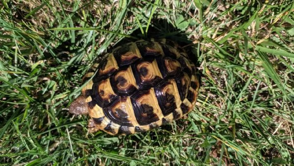 Testudo hermanni | Foto 3