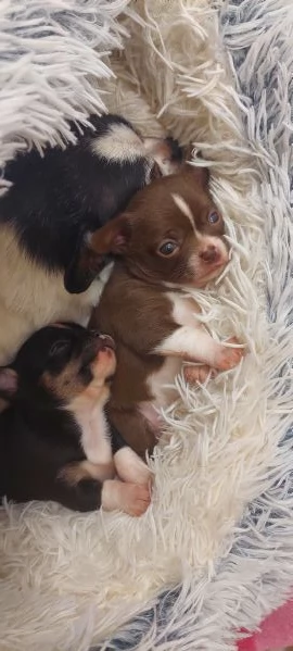 Chihuahua mini boy   pedigree enci  | Foto 6