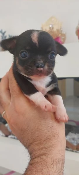 Chihuahua mini boy   pedigree enci  | Foto 5