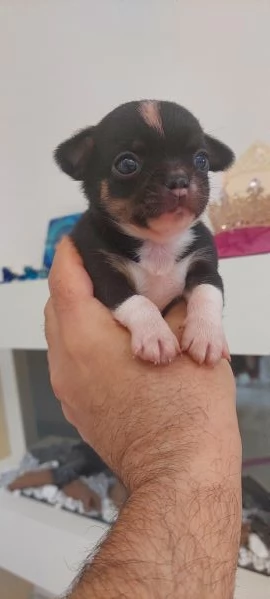 Chihuahua mini boy   pedigree enci 