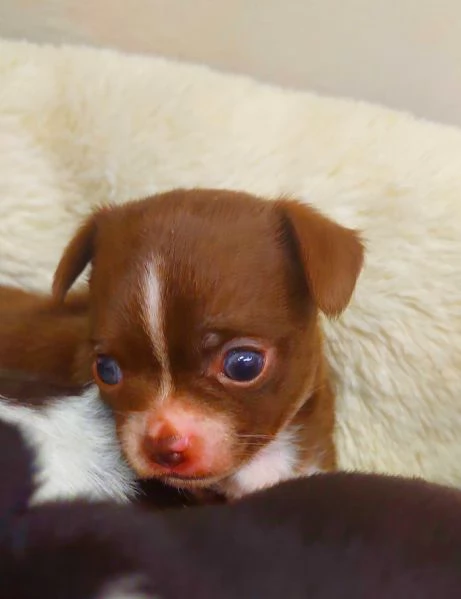 Chihuahua mini boy   pedigree enci  | Foto 4